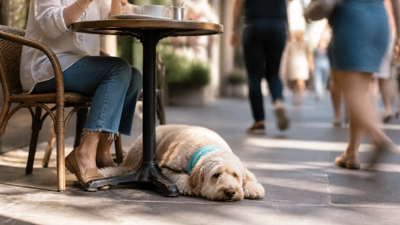Labradoodle settled under a cafe table while its owner has coffee, the online training goal holding in public