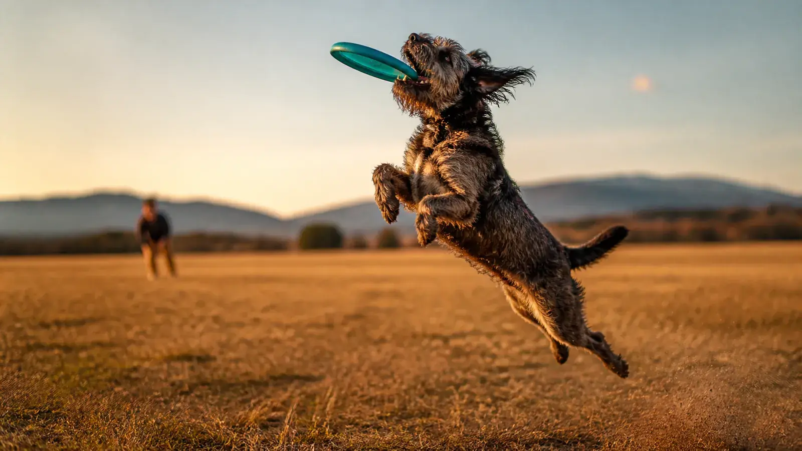 Shaggy mixed-breed dog leaping for a teal disc in an open field, the same beloved dog whatever the breed test says